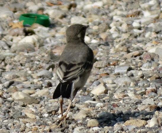 Bergeronnette grise  - Bernard Regisser