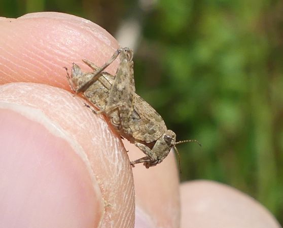 Tétrix longicorne  - Bufo Fizesan (Bufo)