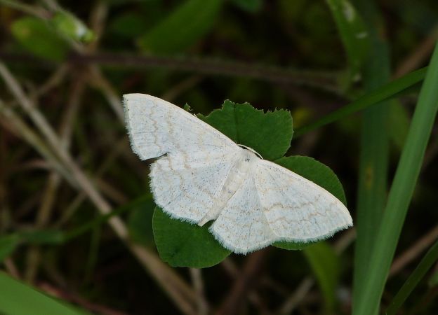 Scopula floslactata  - Sylvain Lethuillier