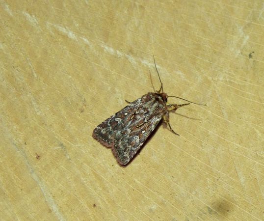 Lycophotia porphyrea  - Sylvain Lethuillier