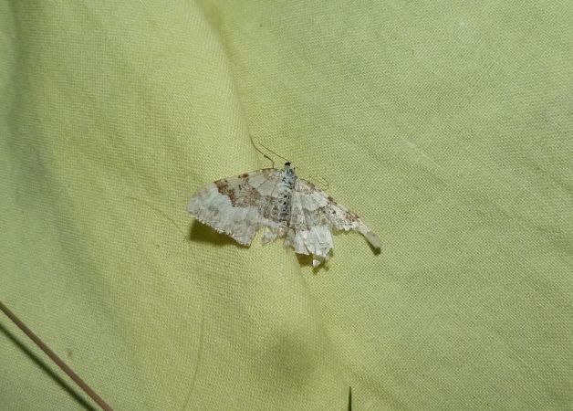 Xanthorhoe montanata  - Sylvain Lethuillier