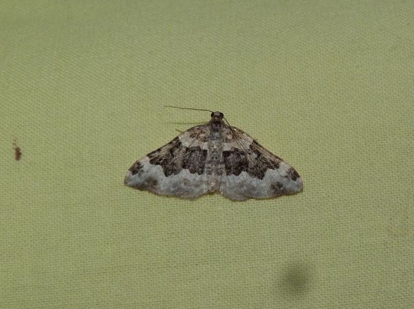 Epirrhoe galiata  - Sylvain Lethuillier