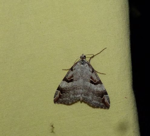 Aplocera praeformata  - Sylvain Lethuillier