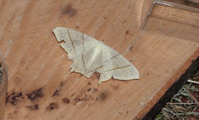 Ourapteryx sambucaria  - Sylvain Lethuillier