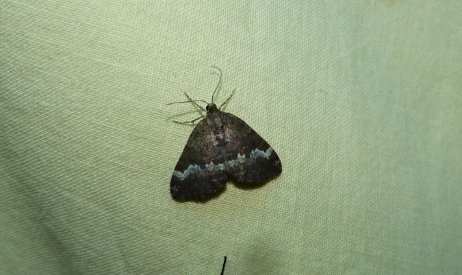 Perizoma alchemillata  - Sylvain Lethuillier
