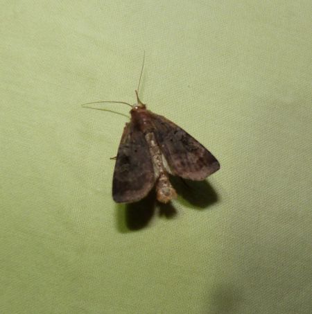 Diarsia brunnea  - Sylvain Lethuillier