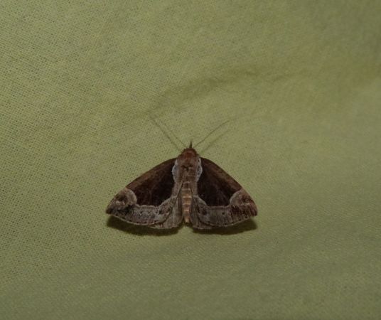 Hypena crassalis  - Sylvain Lethuillier