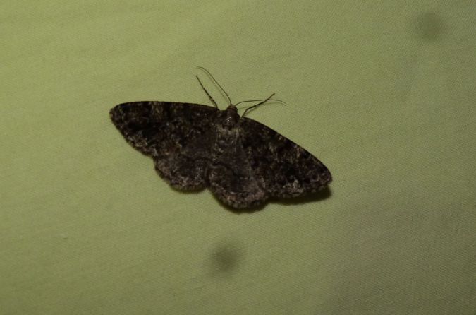 Deileptenia ribeata  - Sylvain Lethuillier