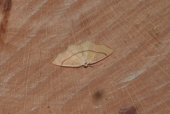Cyclophora linearia  - Sylvain Lethuillier
