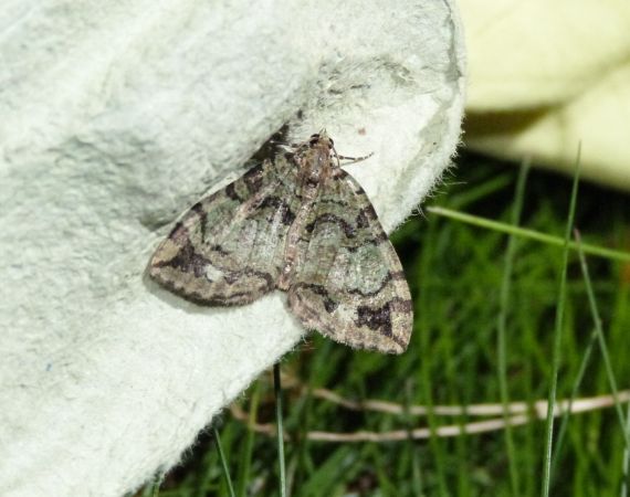 Hydriomena furcata  - Sylvain Lethuillier