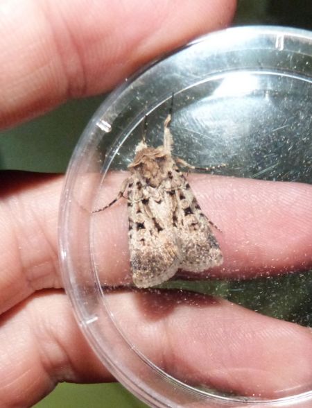 Chersotis multangula  - Sylvain Lethuillier