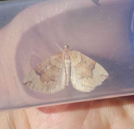 Eulithis populata  - Sylvain Lethuillier