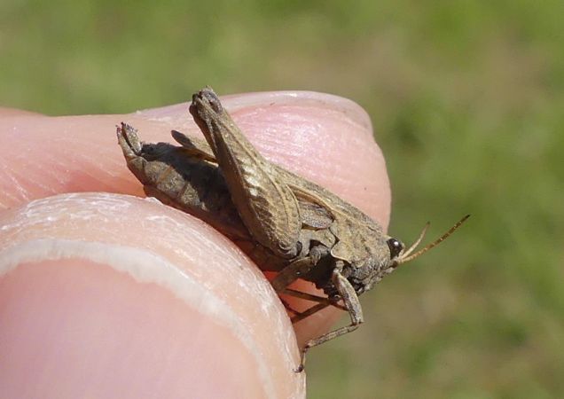 Tétrix commun  - Bufo Fizesan (Bufo)