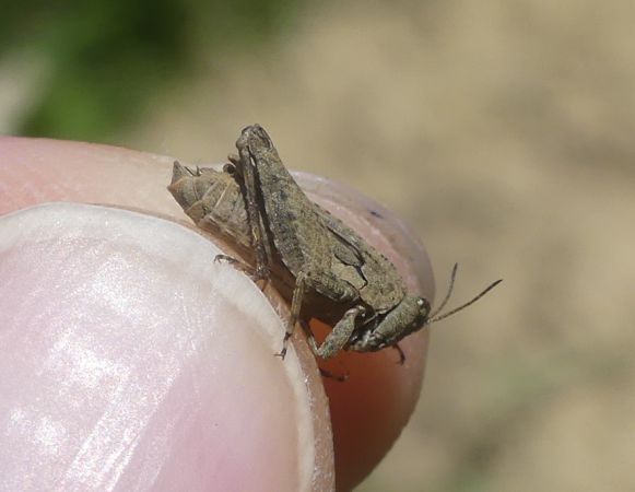 Tétrix longicorne  - Bufo Fizesan (Bufo)