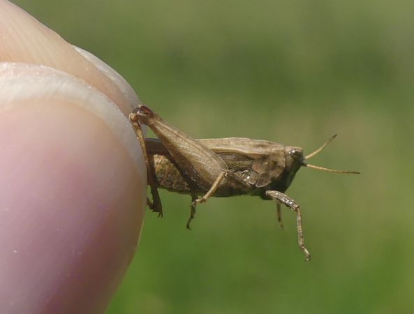 Tétrix riverain  - Bufo Fizesan (Bufo)