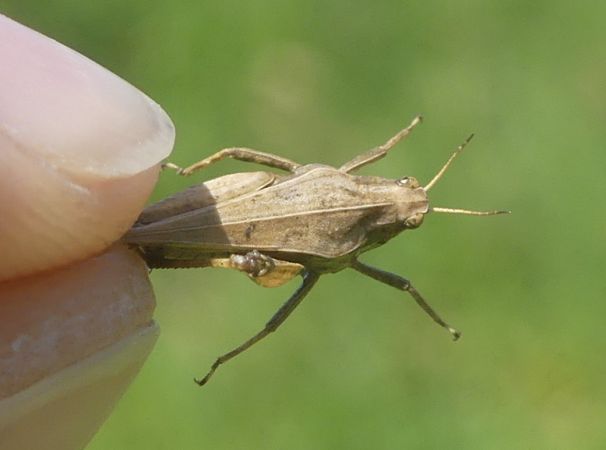 Tétrix riverain  - Bufo Fizesan (Bufo)