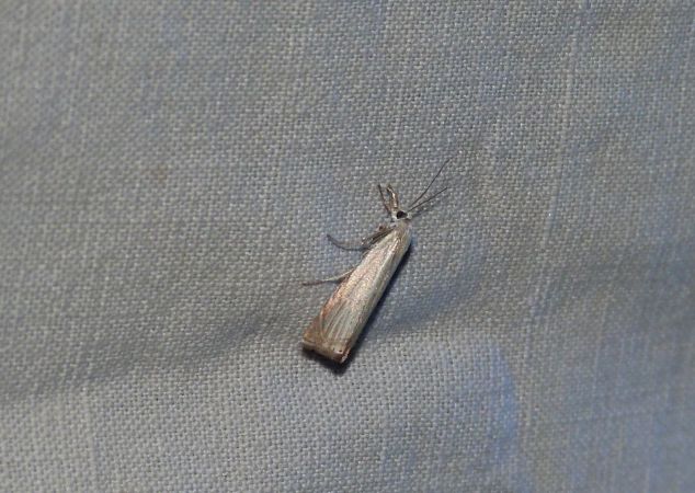 Crambus des jardins  - Sylvain Lethuillier