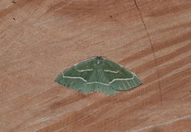 Hylaea fasciaria  - Sylvain Lethuillier