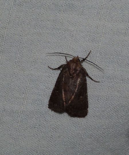 Rusina ferruginea  - Sylvain Lethuillier