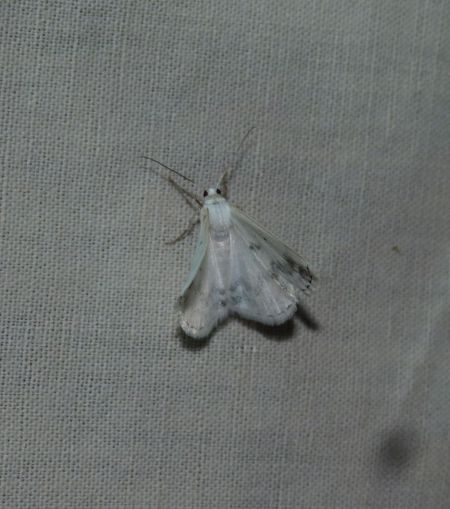 Lomographa temerata  - Sylvain Lethuillier