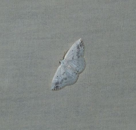 Lomographa temerata  - Sylvain Lethuillier