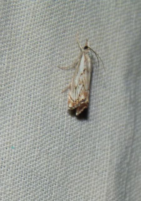 Catoptria falsella  - Sylvain Lethuillier