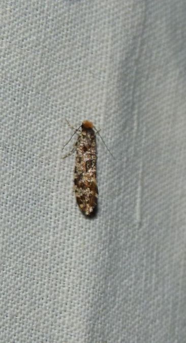 Triaxomera parasitella  - Sylvain Lethuillier