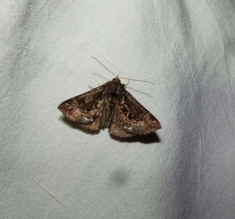 Hypena crassalis  - Sylvain Lethuillier