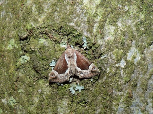 Hypena crassalis  - Sylvain Lethuillier