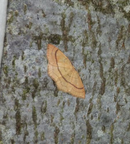 Cyclophora linearia  - Sylvain Lethuillier