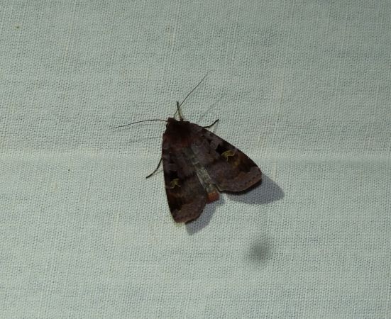 Diarsia brunnea  - Sylvain Lethuillier