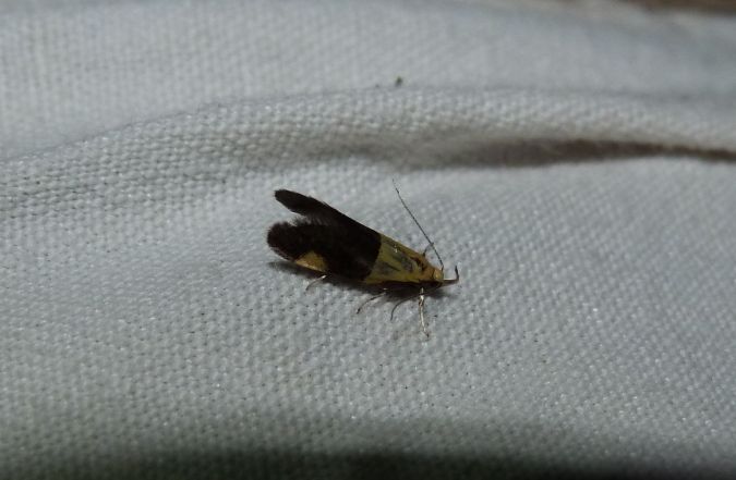 Oecophora bractella  - Sylvain Lethuillier