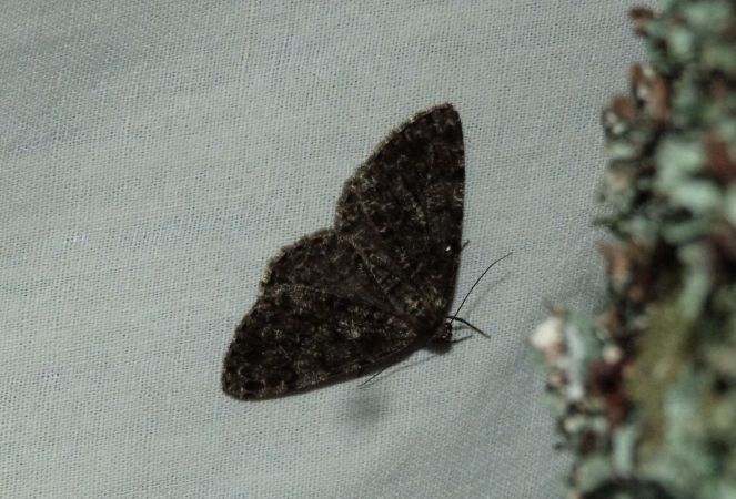 Deileptenia ribeata  - Sylvain Lethuillier