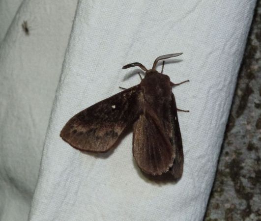 Bombyx du Pin  - Sylvain Lethuillier