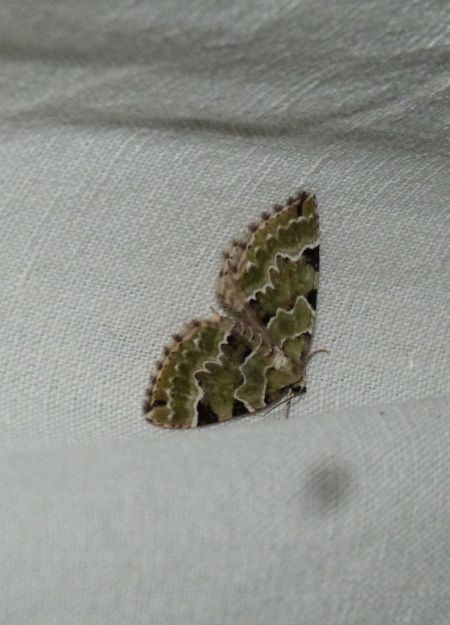 Colostygia pectinataria  - Sylvain Lethuillier