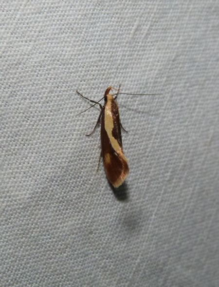 Harpella forficella  - Sylvain Lethuillier