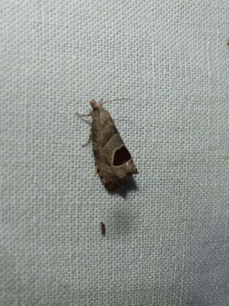 Notocelia uddmanniana  - Sylvain Lethuillier