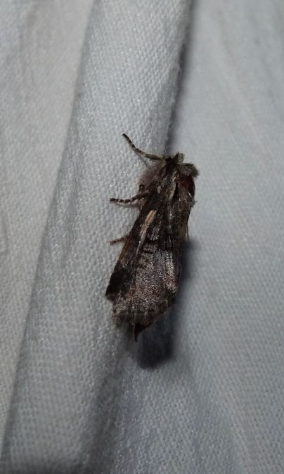 Brachylomia viminalis  - Sylvain Lethuillier