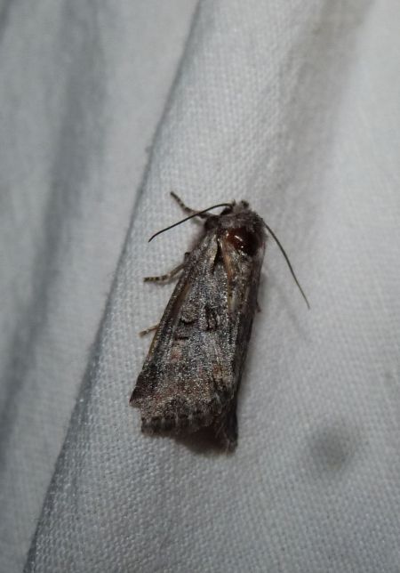 Brachylomia viminalis  - Sylvain Lethuillier