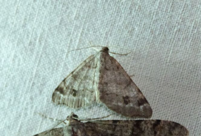 Macaria signaria  - Sylvain Lethuillier