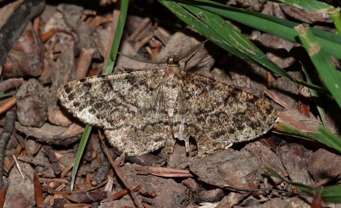 Deileptenia ribeata  - Sylvain Lethuillier
