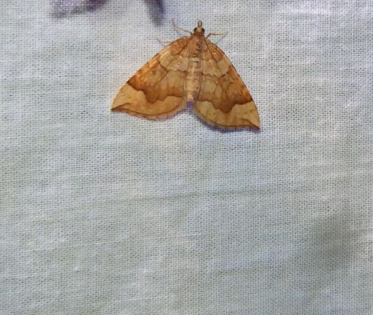 Eulithis populata  - Sylvain Lethuillier