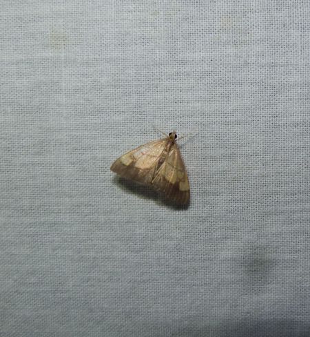 Evergestis limbata  - Sylvain Lethuillier
