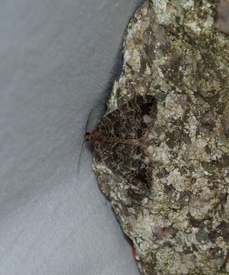 Hydriomena furcata  - Sylvain Lethuillier