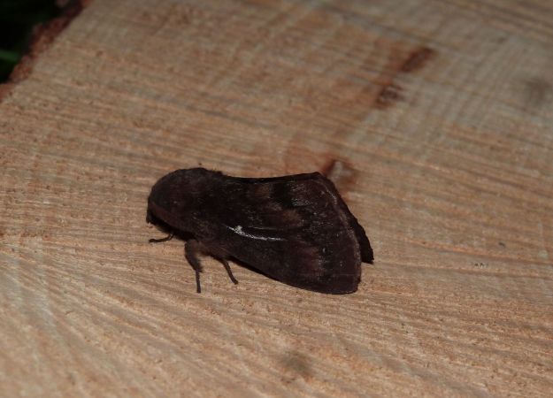 Bombyx du Pin  - Sylvain Lethuillier