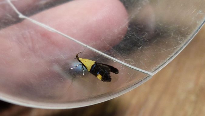 Oecophora bractella  - Sylvain Lethuillier