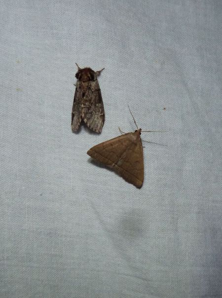 Herminia tarsipennalis  - Sylvain Lethuillier