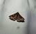 Hypena crassalis  - Sylvain Lethuillier