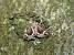 Hypena crassalis  - Sylvain Lethuillier