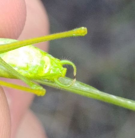 Mediterranean Katydid 